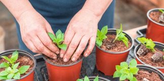 Не рано и не поздно: сроки посева однолетников на рассаду Не рано и не поздно: сроки посева однолетников на рассаду