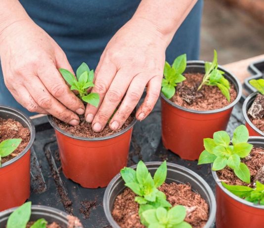 Не рано и не поздно: сроки посева однолетников на рассаду - Цветы однолетние и двулетние Не рано и не поздно: сроки посева однолетников на рассаду