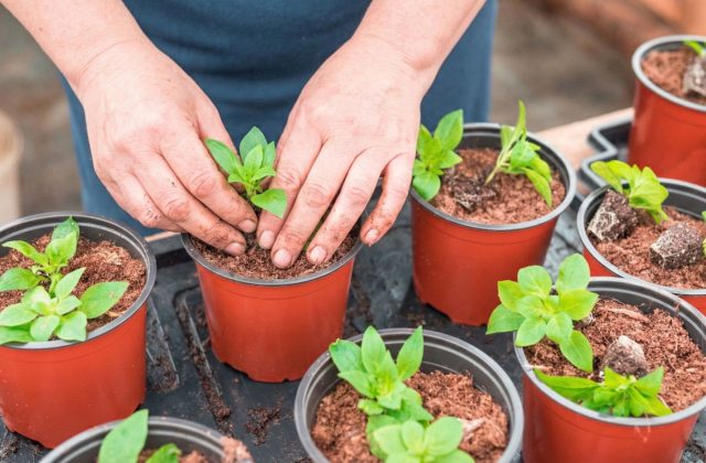 Не рано и не поздно: календарь посева однолетников на рассаду Не рано и не поздно: календарь посева однолетников на рассаду