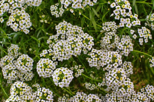 Алиссум — настоящий спринтер, зацветающий через 40–45 дней. Посеете раньше апреля — получите цветущий и стареющий куст прямо в стакане, который плохо перенесет пересадку. Ему нужна прохлада, в жаре комнаты он быстро израстается и вытягивается. Алиссум — настоящий спринтер, зацветающий через 40–45 дней. Посеете раньше апреля — получите цветущий и стареющий куст прямо в стакане, который плохо перенесет пересадку. Ему нужна прохлада, в жаре комнаты он быстро израстается и вытягивается.