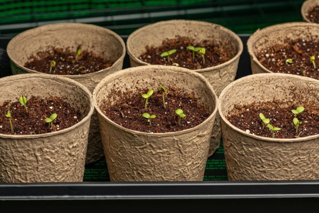 Циннию сеют с 10 по 20 апреля: крупные семена сразу размещают в отдельные стаканчики по 2 штуки на глубину 1 см. Культуре нужен максимум света — при его нехватке рассада вытягивается за считанные дни. Корни тревожить нельзя, поэтому общие ящики не используют. Циннию сеют с 10 по 20 апреля: крупные семена сразу размещают в отдельные стаканчики по 2 штуки на глубину 1 см. Культуре нужен максимум света — при его нехватке рассада вытягивается за считанные дни. Корни тревожить нельзя, поэтому общие ящики не используют.