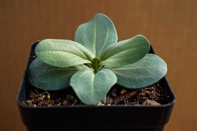 Первые 2 месяца эустома сидит в фазе крошечной розетки («капусты») и наращивает корень. Первые 2 месяца эустома сидит в фазе крошечной розетки («капусты») и наращивает корень.