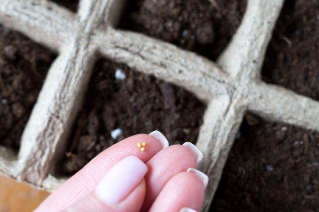 Семена петуний часто продаются в гранулах. Их категорически нельзя закапывать! Кладем гранулы на влажную почву, слегка сбрызгиваем водой, чтобы оболочка начала таять. Семена петуний часто продаются в гранулах. Их категорически нельзя закапывать! Кладем гранулы на влажную почву, слегка сбрызгиваем водой, чтобы оболочка начала таять.