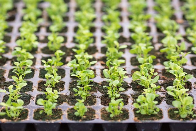 Поливайте лобелию из шприца или в поддон, чтобы струя воды не смыла крошечные ростки. Пикируйте (рассаживайте) не по одному, а пучками по 5–7 растений чайной ложкой. Поливайте лобелию из шприца или в поддон, чтобы струя воды не смыла крошечные ростки. Пикируйте (рассаживайте) не по одному, а пучками по 5–7 растений чайной ложкой.