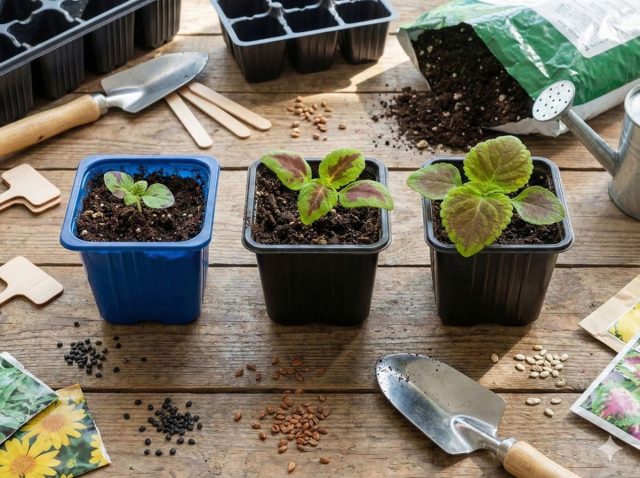 Колеус выращивают ради эффектной листвы, а не цветков. Чтобы растение было плотным и аккуратным, регулярно прищипывайте верхушку — тогда он будет расти пышным, а не вытянутым. Колеус выращивают ради эффектной листвы, а не цветков. Чтобы растение было плотным и аккуратным, регулярно прищипывайте верхушку — тогда он будет расти пышным, а не вытянутым.