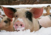 Особенности ухода за свиньями зимой — как содержать и кормить Особенности ухода за свиньями зимой — как содержать и кормить.