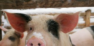 Особенности ухода за свиньями зимой — как содержать и кормить - Свиноводство Особенности ухода за свиньями зимой — как содержать и кормить.