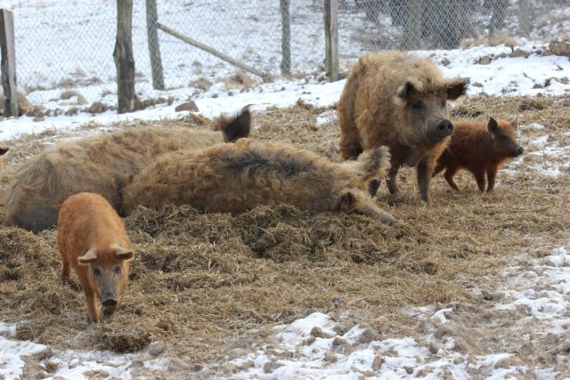 А вот в регионах с морозными зимами даже самые холодоустойчивые породы не смогут выжить вне утеплённого помещения. А вот в регионах с морозными зимами даже самые холодоустойчивые породы не смогут выжить вне утеплённого помещения.