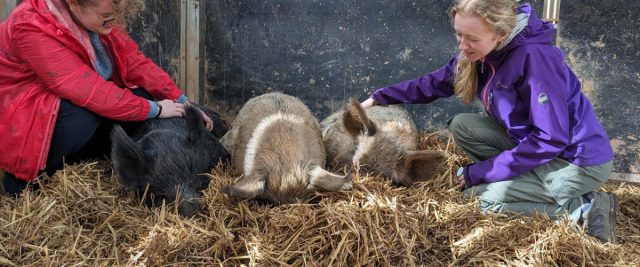 Оптимальной температурой для свиней на откорме и родительского поголовья является предел от 16 °С до 20 °С. Оптимальной температурой для свиней на откорме и родительского поголовья является предел от 16 °С до 20 °С.