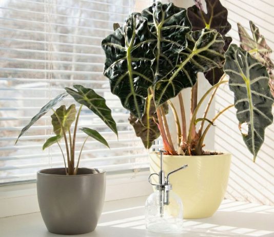 Почему вам не стоит заводить алоказию? Честно о минусах растения