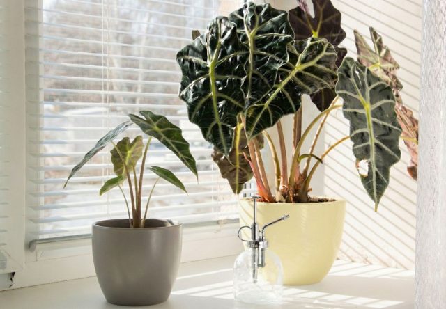 Почему вам не стоит заводить алоказию? Честно о минусах Почему вам не стоит заводить алоказию? Честно о минусах