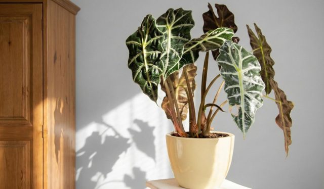 Квартира для алоказии — испытание. Главное — влажность: ей нужно минимум 65%, так что увлажнитель обязателен. Универсальный грунт не подойдет, корням нужен воздух и специальная смесь. Со светом тоже нужен баланс: ярко, но без прямых лучей, иначе будут ожоги. Квартира для алоказии — испытание. Главное — влажность: ей нужно минимум 65%, так что увлажнитель обязателен. Универсальный грунт не подойдет, корням нужен воздух и специальная смесь. Со светом тоже нужен баланс: ярко, но без прямых лучей, иначе будут ожоги.