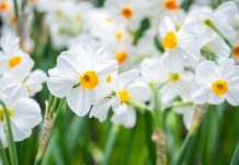 Почему все выращивают бумажные нарциссы к Новому году — и вы тоже захотите Почему все выращивают бумажные нарциссы к Новому году — и вы тоже захотите