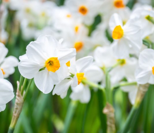 Почему все выращивают бумажные нарциссы к Новому году — и вы тоже захотите