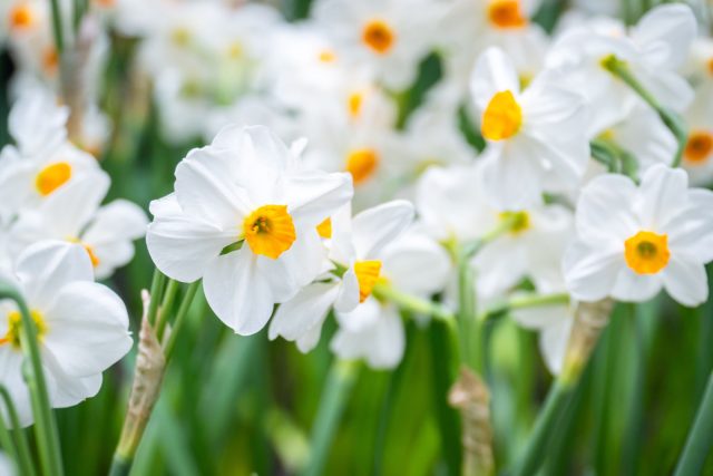 Почему все выращивают бумажные нарциссы к Новому году — и вы тоже захотите