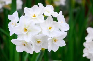 Нежные цветы бумажного нарцисса - это действительно идеальный живой декор к новогодним праздникам.