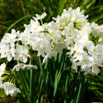 Сорт «Нир» (Narcissus papyraceus 'Nir')
