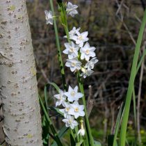 Сорт «Зива» (Narcissus papyraceus 'Ziva')