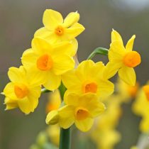 Сорт «Гранд Солеир де ор» Narcissus papyraceus 'Grand Soleil d'Or')