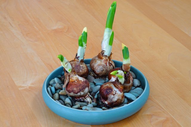 Гравий на дно для опоры; луковицы ставим донцем вниз плотной группой 5–7 штук; присыпаем камнями только нижнюю часть, верх оставляем открытым; поливаем и ставим в светлое место.