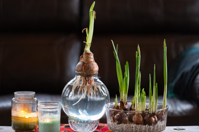 Выбор ёмкости для выращивания этих цветов невероятно широк: это могут быть высокие стеклянные вазы, винтажные супницы, керамические формы для запекания, обычные банки, а также неглубокие миски и пиалы.