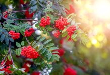 Рябина — больше чем дерево: зачем сажать её в саду Рябина — больше чем дерево: зачем сажать её в саду