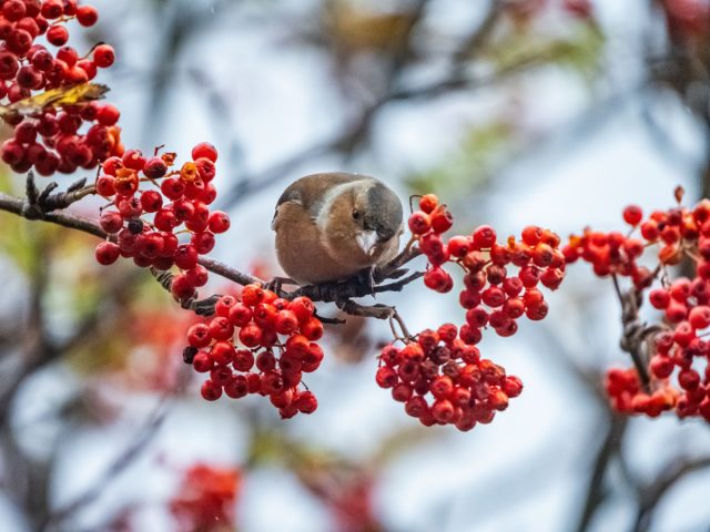Ягоды рябины остаются на ветвях в течение всей зимы, обеспечивая пропитание многим представителям фауны, особенно птицам