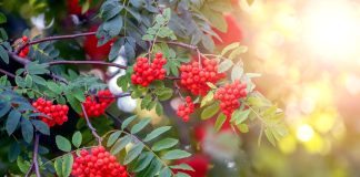 Рябина — больше чем дерево: зачем сажать её в саду