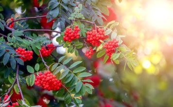 Рябина — больше чем дерево: зачем сажать её в саду