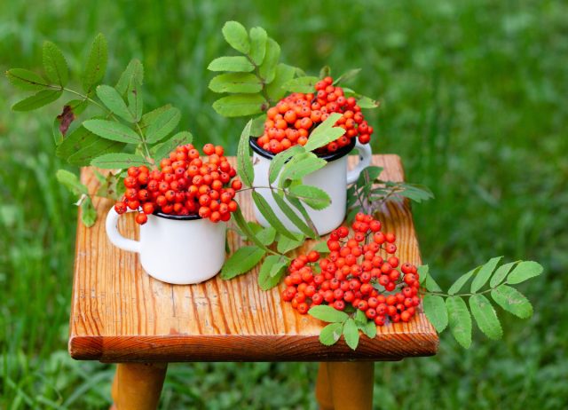 Ягоды рябины богаты витамином С, минералами и флавоноидами. Их используют в фитотерапии, при простуде, проблемах с пищеварением, глаукоме и для укрепления иммунитета, а также как натуральный подсластитель.