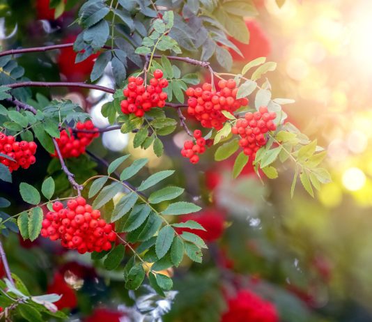 Рябина — больше чем дерево: зачем сажать её в саду - Лучшее Рябина — больше чем дерево: зачем сажать её в саду