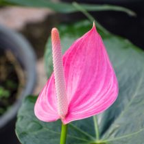 Антуриум в розовых тонах Антуриум в розовых тонах