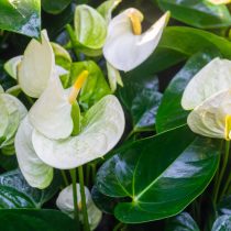 Белоснежный антуриум Белоснежный антуриум