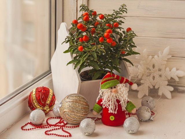 Паслён ложноперечный, или «зимняя вишня», летом цветёт мелкими белыми цветками, а к осени и зиме покрывается яркими красными или оранжевыми плодами. В это время он особенно хорошо смотрится в зимних и новогодних интерьерах, добавляя живой праздничный акцент. Паслён ложноперечный, или «зимняя вишня», летом цветёт мелкими белыми цветками, а к осени и зиме покрывается яркими красными или оранжевыми плодами. В это время он особенно хорошо смотрится в зимних и новогодних интерьерах, добавляя живой праздничный акцент.