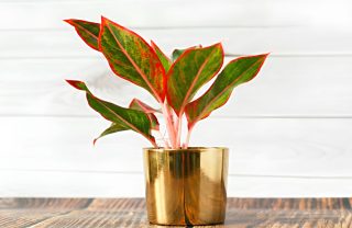 Подчеркните красоту аглаонемы, поместив ее в минималистичный горшок белого или золотистого цвета. Аглаонема в золотистом горшке