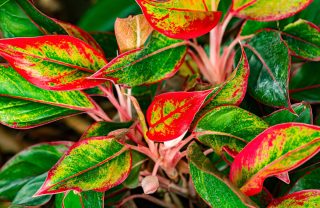 Насыщенная палитра красных и зеленых тонов в листве аглаонемы создает волшебную атмосферу праздника. Аглаонема