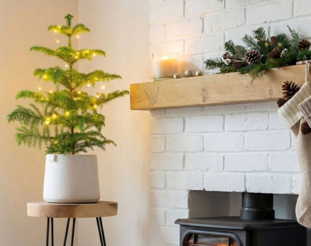 Если вы в поиске классической рождественской ели, но предпочитаете более компактный вариант, обратите внимание на — араукарию. Если вы в поиске классической рождественской ели, но предпочитаете более компактный вариант, обратите внимание на — араукарию.