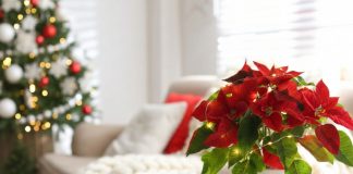 Самые праздничные растения для дома – от пуансеттии до гибискуса