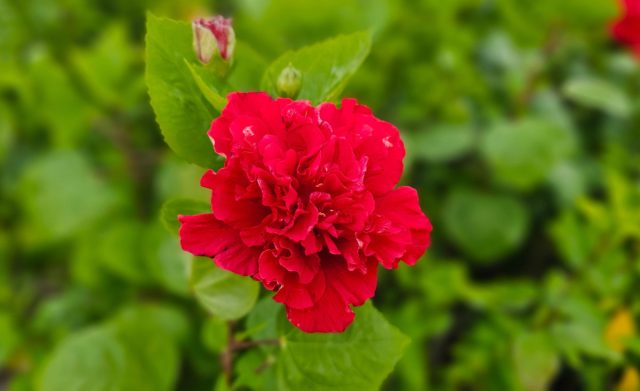 Гибискус, и в особенности сорт «Дабл Рэд» (Hibiscus rosa-sinensis 'Double Red') — идеальный выбор для создания экзотической атмосферы. Гибискус сорт «Дабл Рэд» (Hibiscus rosa-sinensis 'Double Red')