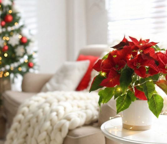 Самые праздничные растения для дома – от пуансеттии до гибискуса - Комнатные растения Самые праздничные растения для дома – от пуансеттии до гибискуса