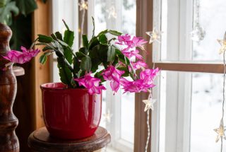 Декабрист часто дарят на Новый год, и со временем он превращается в большое, щедро цветущее растение с собственной историей. Шлюмбергера