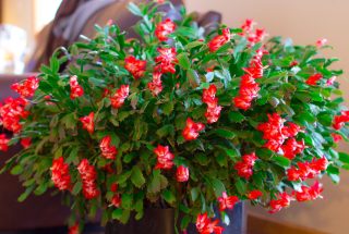 Декабрист — один из самых узнаваемых символов зимних праздников. В конце года он появляется повсюду: от цветочных магазинов до супермаркетов. Декабрист, или шлюмбергера