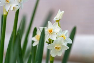 Нарциссы бумаговидные сорта «Зива» ( Paperwhite narcissus 'Paperwhite Ziva') – прекрасный выбор луковичных для зимней выгонки Бумажные нарциссы.