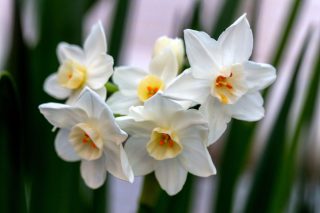 Чисто-белые соцветия бумаговидного нарцисса ассоциируются со свежевыпавшим снегом, а нежный аромат напоминает о приходе весны даже в самые холодные дни. Нарцисс бумаговидный