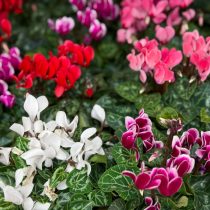 Нежные розовые, красные, белые или фиолетовые цветки цикламена гармонично сочетаются с новогодними украшениями. Нежные розовые, красные, белые или фиолетовые цветки цикламена гармонично сочетаются с классическими новогодними украшениями