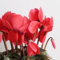 Компактные цикламены радуют своим цветением всю зиму и даже после Рождества, нередко оставаясь в цвете до февраля. Компактные цикламены радуют своим цветением всю зиму и даже после Рождества, нередко оставаясь в цвете до февраля.