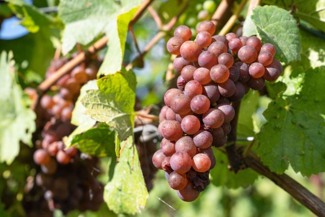 Виноград культурный (Vitis vinifera). Классическая лиана для средиземноморского стиля с ажурной листвой и съедобными ягодами. Отлично закрывает фасады и опоры, подходит для приготовления вина, сока и изюма, декоративен осенью жёлто-красными листьями.