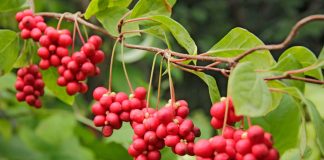 Съедобные лианы в дизайне сада – удобно, красиво, вкусно