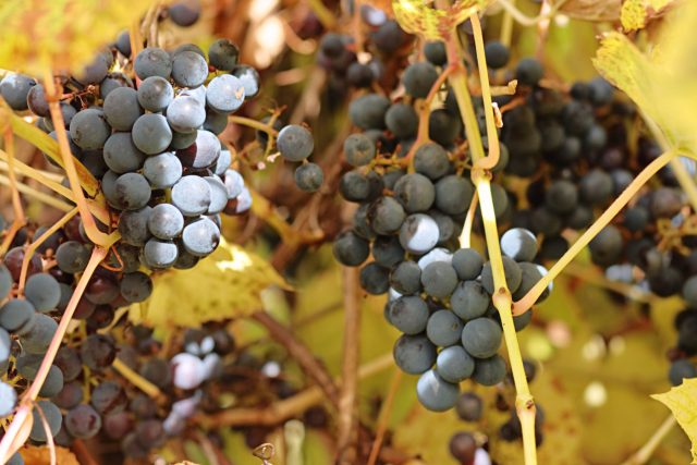 Виноград амурский (Vitis amurensis). Зимостойкая мощная лиана с тёмно-синими кисло-сладкими ягодами, быстро покрывающая большие площади. Эффектна для маскировки заборов, фасадов и МАФов, лиственная окраска осенью яркая и декоративная.