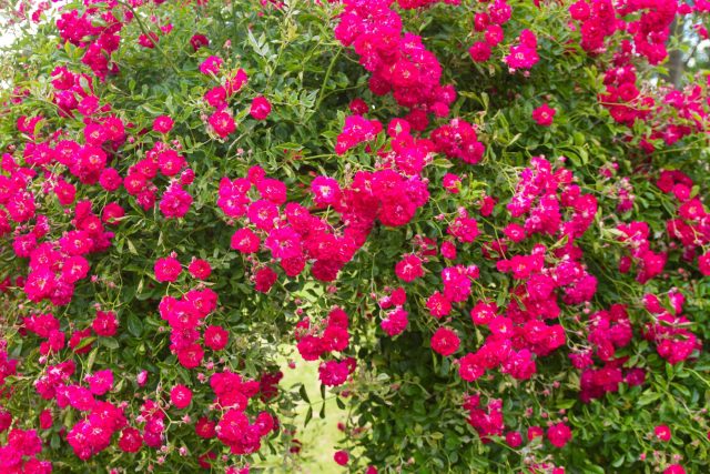 Плетистые розы. Сильные, декоративные лианы с крупными или мелкими цветками для арок, шпалер и обелисков. Лепестки применяют в кулинарии, для варенья, лимонадов и масел. Создают визуально эффектный вертикальный элемент сада.